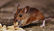 24 Hour & Emergency Exterminators in Paulette, MS